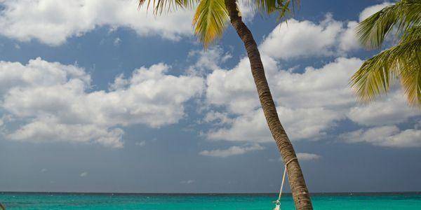 ESC: Donkey Sanctuary Aruba