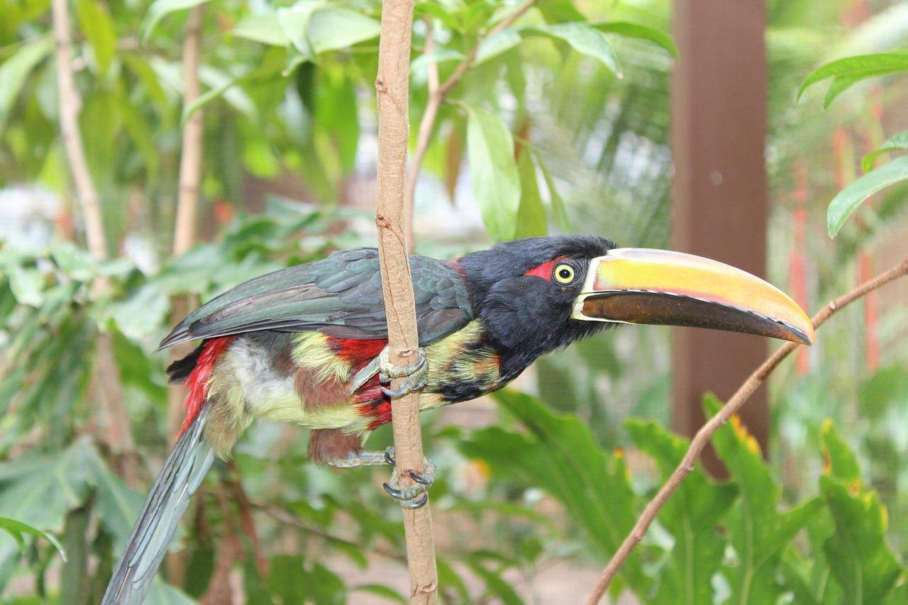 ASVO Tortuguero