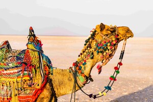 Intercultural and Language Exchange 