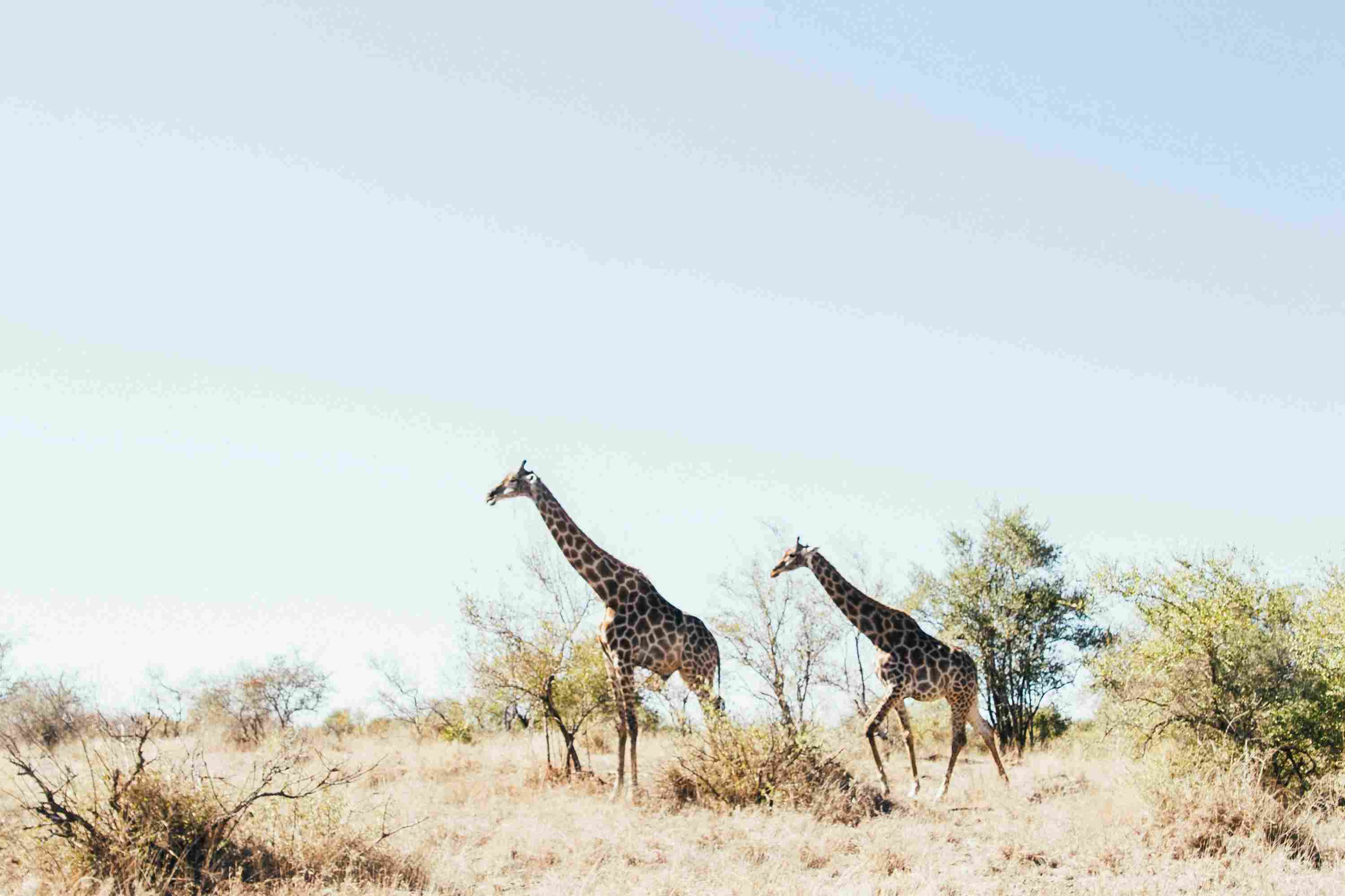 Bush School and Wildlife Orphanage 
