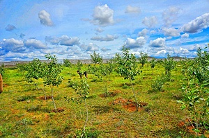 Greening Mongolia