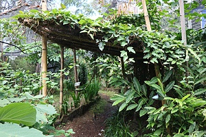 Butterfly garden in the heart of San José