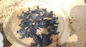 Sea Turtle Conservation
