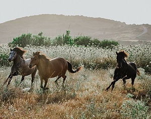 Saving The Skyrian Horses