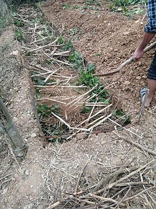 PERMACULTURE (SUSTAINABLE FOOD PRODUCTION)