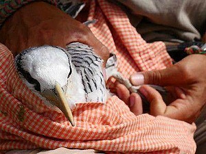 Seabirds conservation