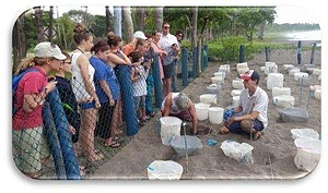 Sea Turtle Project