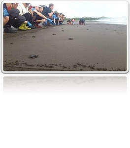 Sea Turtle Project