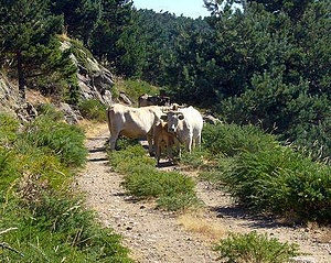 Summer camp in Torremocha (near Madrid)