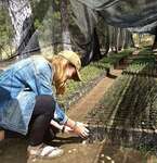 Volunteer Agriculture