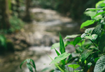 Environmental commitment, environmental education, and biodiversity.