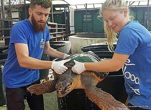 Protecting sea turtle nesting activity - Kyparissia