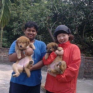 STREET DOGS WELFARE