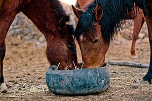 Projet de volontariat dans un refuge pour chevaux au Pérou