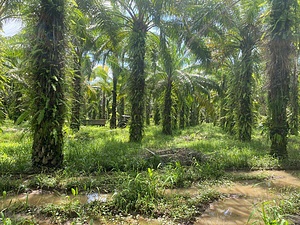 Agroecological Farm in Puntarenas
