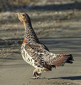 SURVEILLANCE OF WESTERN CAPERCAILLIE I