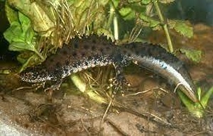 RESTORING HABITATS OF ENDANGERED AMPHIBIANS