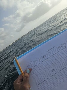 Conservation of the Loggerhead Sea Turtles - Nesting