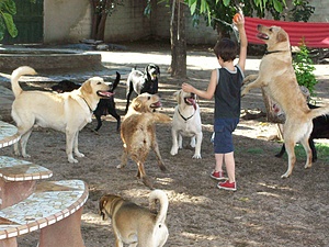 DOG THERAPY