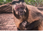 Ser Fauna Wildlife Centre 