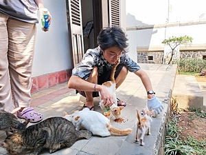 Star Paws Stray Cat Project