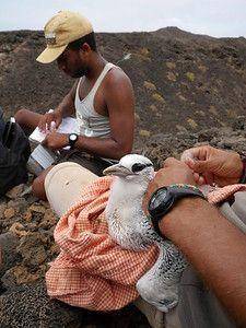 Seabirds conservation