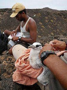 Seabirds conservation