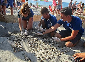 Protecting sea turtle nesting activity - Chania