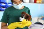 Veterinary Internship in the Amazon