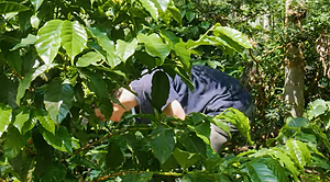 Internship in coffee production