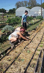 PECOHUE - COMPOST AND VEGETABLE PRODUCTION