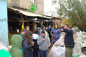 Oveja Verde