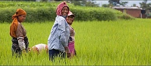 AGROFORESTRY