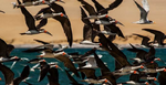 Environmental commitment, environmental education, and biodiversity.
