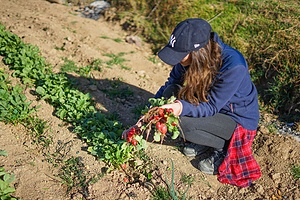 Nutrición escolar: Huertos escolar, agua segura y mejor higiene para los niños