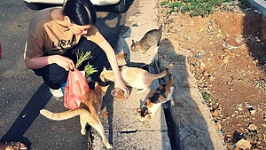 Spring STV 03 Star Paws Stray Cat Project