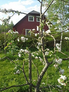 KAASIKU ORGANIC FARM I