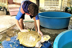 Sea Turtle Conservation