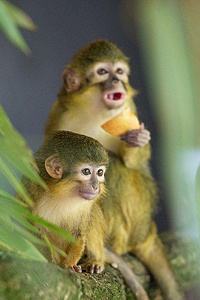 ESC Volunteering Animal Advocacy and Protection