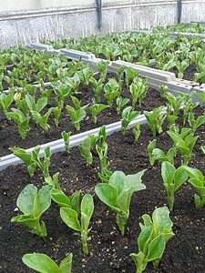 Ferme biodynamique (CES/SVE) 