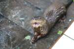 Conservation Intern in the Peruvian Amazon
