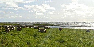 LEPANIIDI FARM I
