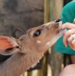Bush School and Wildlife Orphanage 