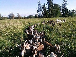 SAGEVERE GOAT FARM