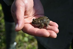 RESTORING HABITATS OF ENDANGERED AMPHIBIANS