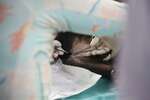 Veterinary Internship in the Amazon