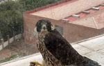 Ser Fauna Wildlife Centre 