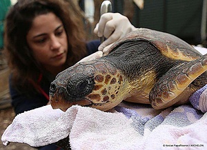 The Sea Turtle Rescue Center - Glyfada