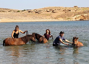 Saving The Skyrian Horses