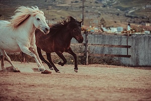 Saving The Skyrian Horses